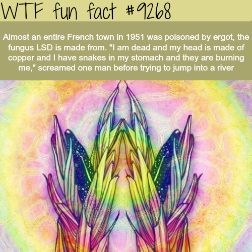 lavender - Wtf fun fact Almost an entire French town in 1951 was poisoned by ergot, the fungus Lsd is made from. "I am dead and my head is made of copper and I have snakes in my stomach and they are burning me," screamed one man before trying to jump into