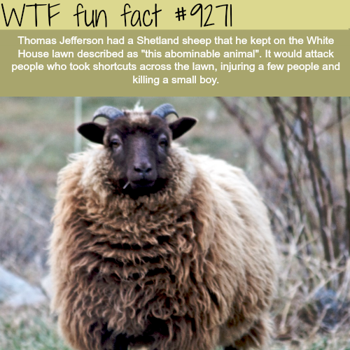 shetland lamb - Wtf fun fact Thomas Jefferson had a Shetland sheep that he kept on the White House lawn described as "this abominable animal". It would attack people who took shortcuts across the lawn, injuring a few people and killing a small boy.