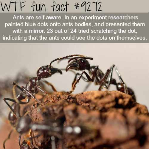 Ant - Wtf fun fact Ants are self aware. In an experiment researchers painted blue dots onto ants bodies, and presented them with a mirror. 23 out of 24 tried scratching the dot, indicating that the ants could see the dots on themselves.