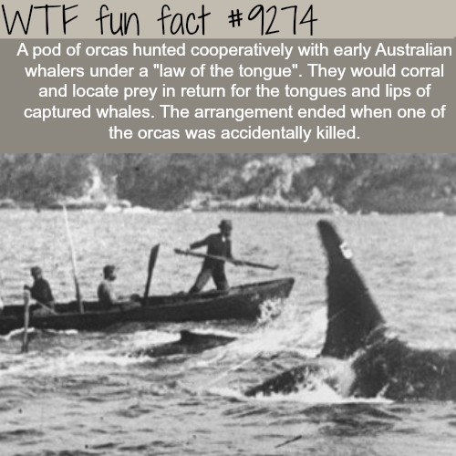 killer whales of eden - Wtf fun fact A pod of orcas hunted cooperatively with early Australian whalers under a "law of the tongue". They would corral and locate prey in return for the tongues and lips of captured whales. The arrangement ended when one of 