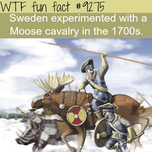 swedish moose cavalry - Wtf fun fact Sweden experimented with a Moose cavalry in the 1700s.