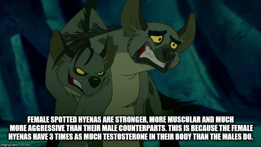 cartoon - Female Spotted Hyenas Are Stronger, More Muscular And Much More Aggressive Than Their Male Counterparts. This Is Because The Female Hyenas Have 3 Times As Much Testosterone In Their Body Than The Males Do. imgflip.com cos.com