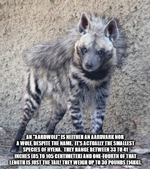 hyena aesthetic - Antaardwolf Is Neither An Aardvark Nor A Wolf, Despite The Name Its Actually The Smallest Species Of Hyena. They Range Between 33 T041 Inches 85 To 105 Centimeter And OneFourth Of That Length Is Just The Tail! They Weigh Up To 30 Pounds 