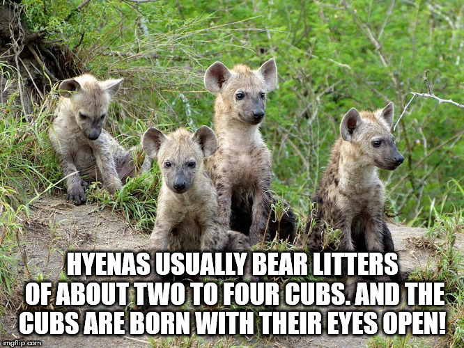 imma let you finish - Hyenas Usually Bear Litters Of About Two To Four Cubs. And The Cubs Are Born With Their Eyes Open! imgflip.com