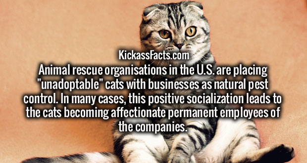 wtf facts - photo caption - KickassFacts.com Animal rescue organisations in the U.S. are placing
