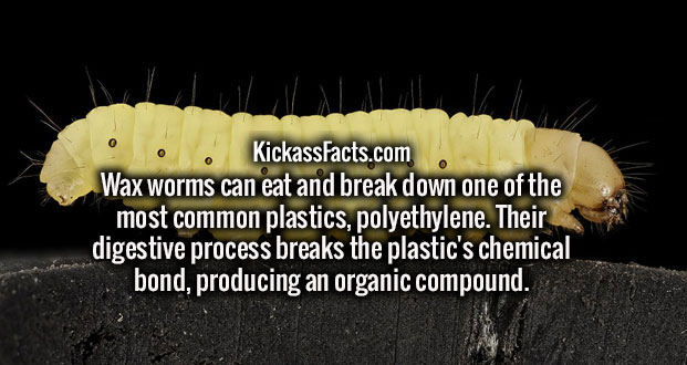 wtf facts - caterpillar - o KickassFacts.com Wax worms can eat and break down one of the most common plastics, polyethylene. Their digestive process breaks the plastic's chemical bond, producing an organic compound.