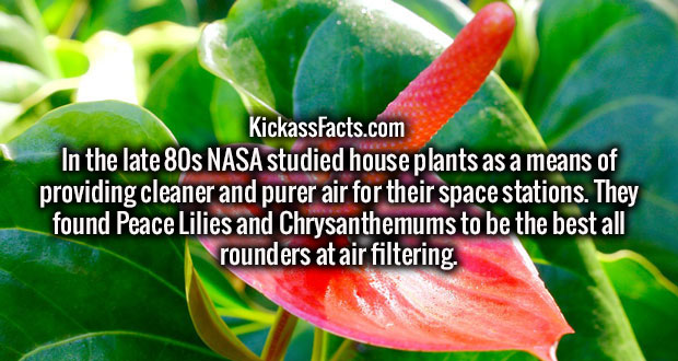 wtf facts - KickassFacts.com In the late 80s Nasa studied house plants as a means of providing cleaner and purer air for their space stations. They found Peace Lilies and Chrysanthemums to be the best all rounders at air filtering.