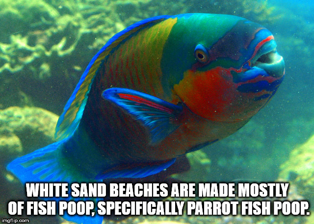 wtf facts - parrot fish - White Sand Beaches Are Made Mostly Of Fish Poop, Specifically Parrot Fish Poop. imgflip.com