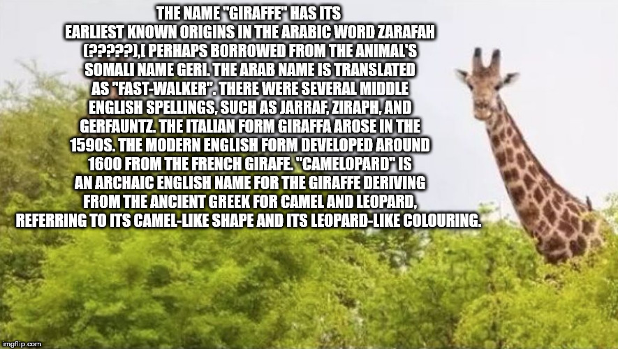 wtf facts - giraffe - origin of the giraffes name