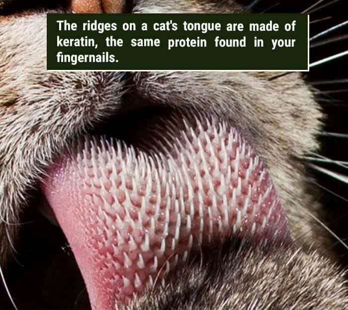 wtf facts - tiger tongue - The ridges on a cat's tongue are made of keratin, the same protein found in your fingernails.