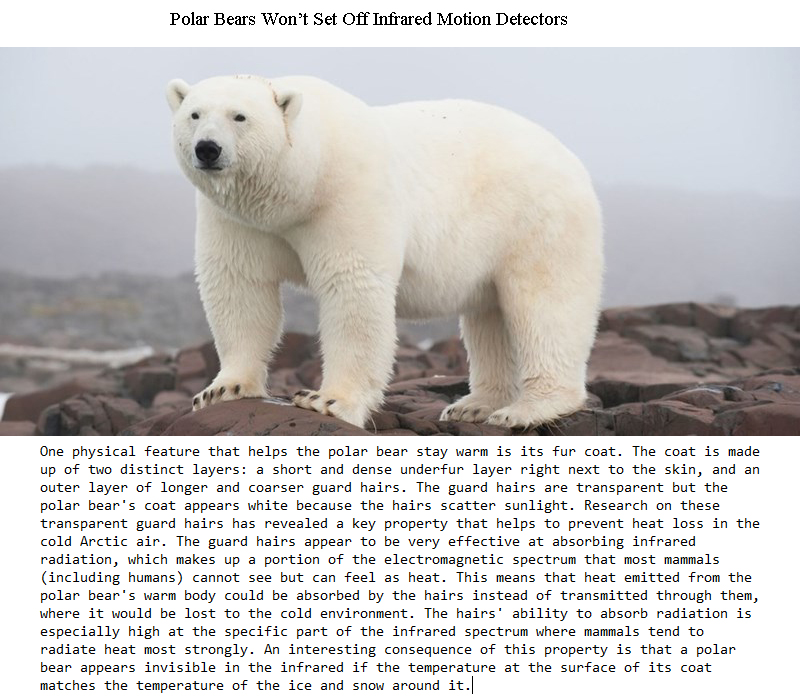wtf facts - polar bear - Polar Bears Won't Set Off Infrared Motion Detectors One physical feature that helps the polar bear stay warm is its fur coat. The coat is made up of two distinct layers a short and dense under fur layer right next to the skin, and