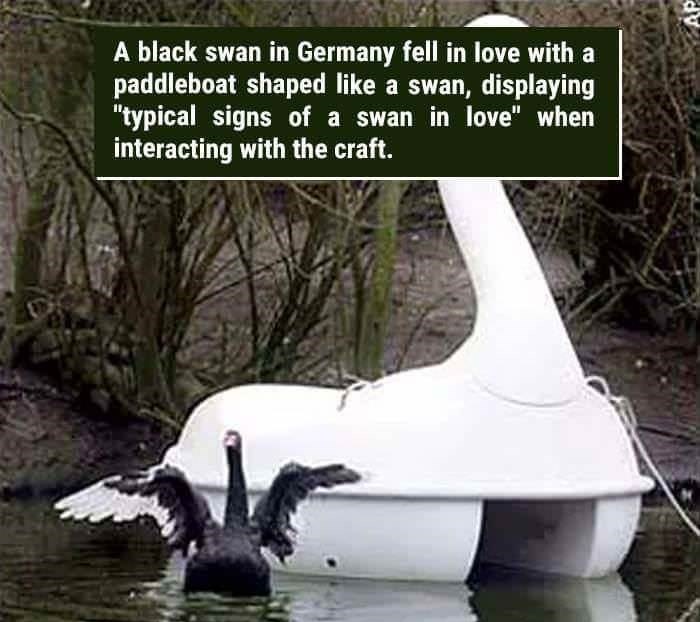 wtf facts - swan boat - A black swan in Germany fell in love with a paddleboat shaped a swan, displaying