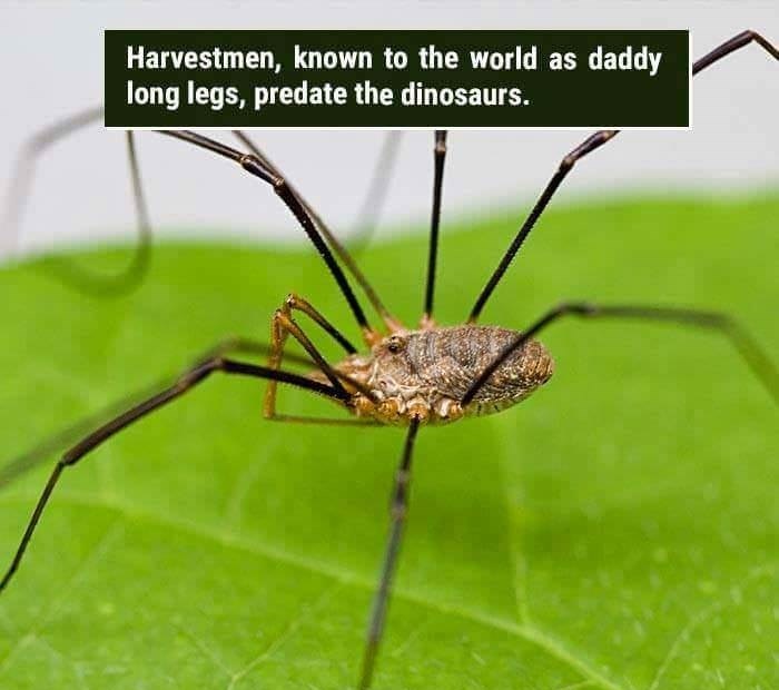 wtf facts - daddy long legs spider - Harvestmen, known to the world as daddy long legs, predate the dinosaurs.