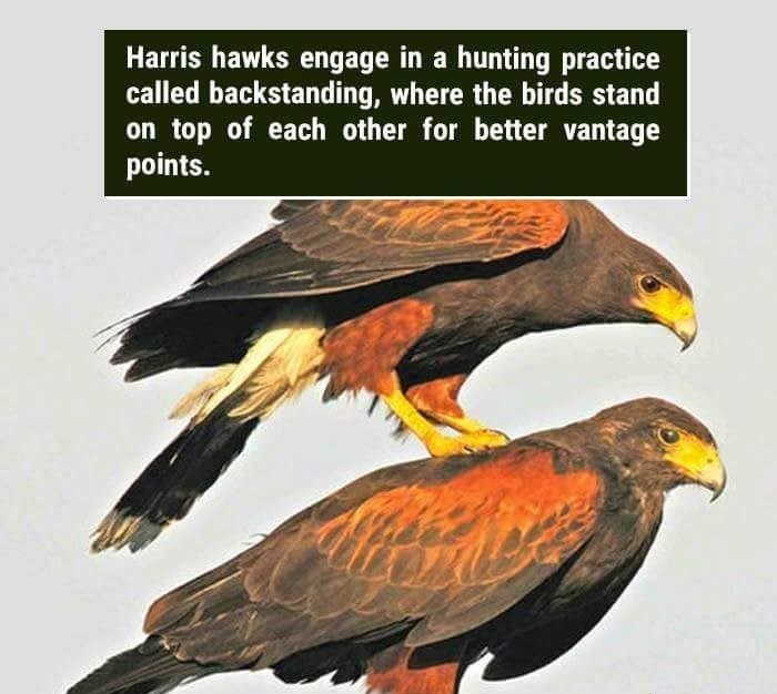 wtf facts - harris hawk back standing - Harris hawks engage in a hunting practice called backstanding, where the birds stand on top of each other for better vantage points.