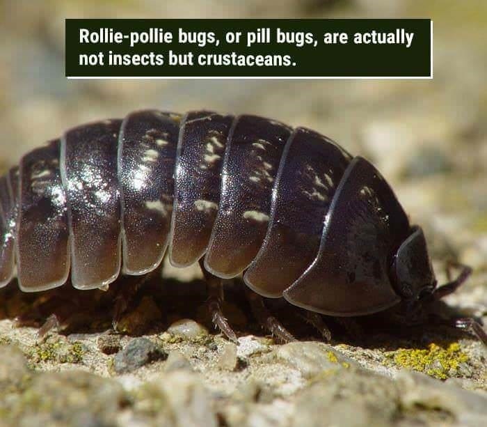 wtf facts - potato bug - Rolliepollie bugs, or pill bugs, are actually not insects but crustaceans.