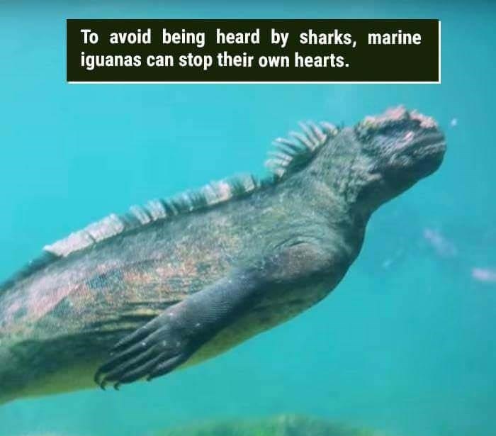 wtf facts - underwater iguana - To avoid being heard by sharks, marine iguanas can stop their own hearts.