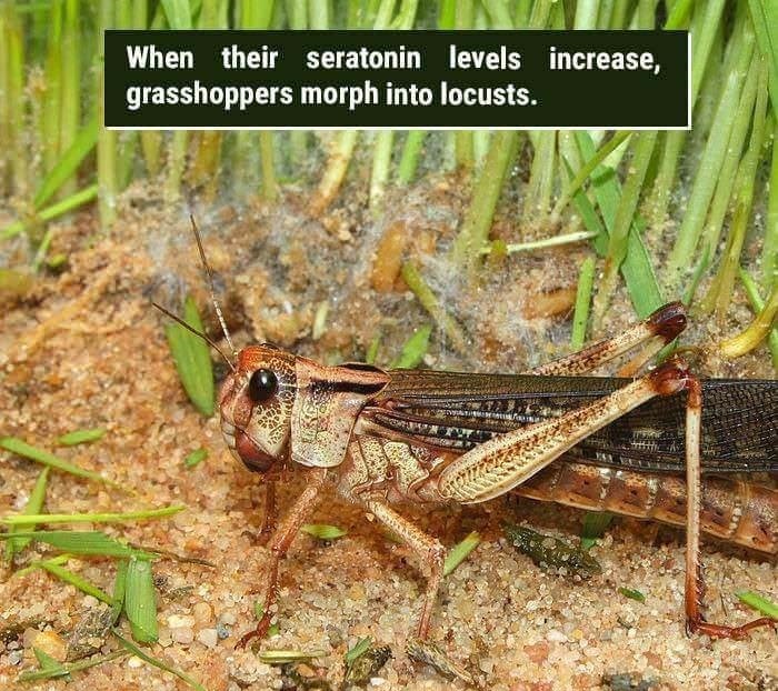 wtf facts - four pests campaign - Hulum When their seratonin levels increase, grasshoppers morph into locusts.