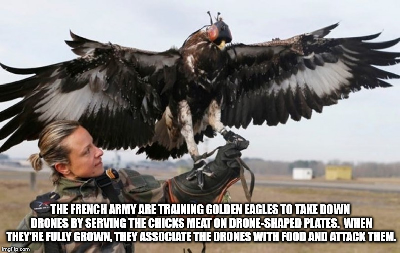 wtf facts - france eagles drones - The French Army Are Training Golden Eagles To Take Down Drones By Serving The Chicks Meat On DroneShaped Plates. When They'Re Fully Grown. They Associate The Drones With Food And Attack Them. imgflip.com