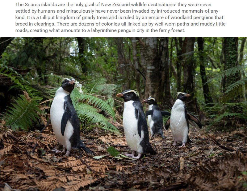 wtf facts - Fiordland penguin - The Snares islands are the holy grail of New Zealand wildlife destinations they were never settled by humans and miraculously have never been invaded by introduced mammals of any kind. It is a Lilliput kingdom of gnarly tre