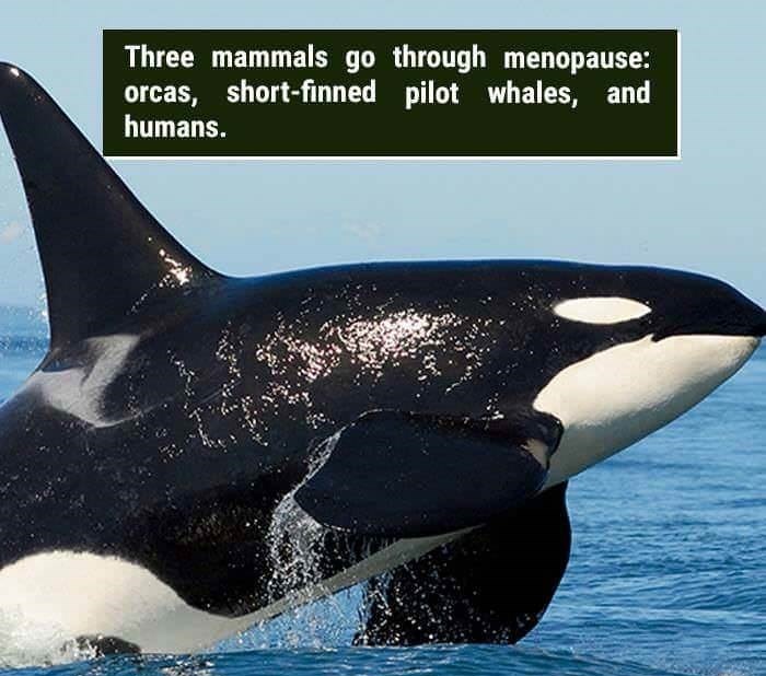 wtf facts - there that's something you know now - Three mammals go through menopause orcas, shortfinned pilot whales, and humans.