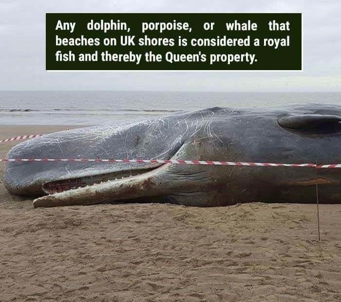 wtf facts - whale - Any dolphin, porpoise, or whale that beaches on Uk shores is considered a royal fish and thereby the Queen's property.