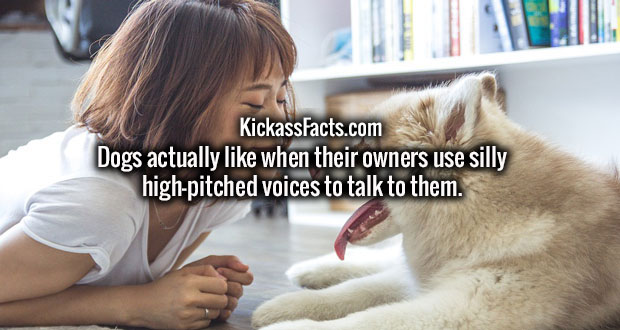 KickassFacts.com Dogs actually when their owners use silly highpitched voices to talk to them.