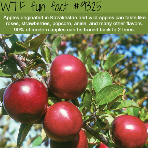 Apple - Wtf fun fact Apples originated in Kazakhstan and wild apples can taste roses, strawberries, popcom, anise, and many other flavors. 90% of modern apples can be traced back to 2 trees.