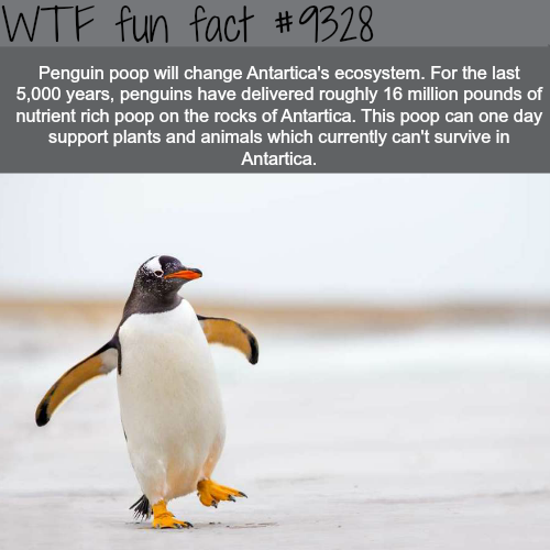 good facts about penguins - Wtf fun fact Penguin poop will change Antartica's ecosystem. For the last 5,000 years, penguins have delivered roughly 16 million pounds of nutrient rich poop on the rocks of Antartica. This poop can one day support plants and 