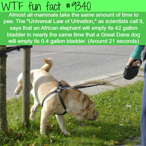 dog - Wtf fun fact Almost all mammals take the same amount of time to pee. The "Universal Law of Urination," as scientists call it, says that an African elephant will empty its 42 gallon bladder in nearly the same time that a Great Dane dog will empty its