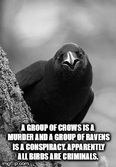 showerthoughts   - monochrome photography - A Group Of Crows Is A Murder And A Group Of Ravens Is A Conspiracl Apparently Albirds Are Criminals. imgflip.com