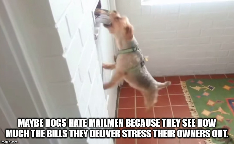 showerthoughts   - dog - Maybe Dogs Hate Mailmen Because They See How Much The Bills They Deliver Stress Their Owners Out. imgflip.com