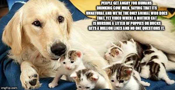 dog with kittens - People Get Angry For Humans Drinking Cow Milk, Saying That Its Unnatural And Were The Only Animal Who Does That Yet Video Where A Mother Cat Is Nursing A Litter Of Puppies Or Ducks Gets A Million And No One Questions Il imgflip.com