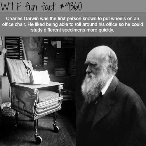 charles darwin chair - Wtf fun fact Charles Darwin was the first person known to put wheels on an office chair. He d being able to roll around his office so he could study different specimens more quickly.