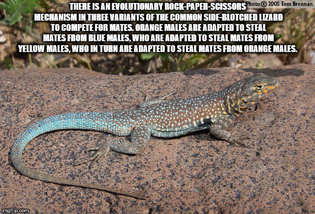 whiptail - There Is An Evolutionary RockPaperScissors Photo 2005 Tom Brennan Mechanism In Three Variants Of The Common SideBlotched Lizard To Compete For Mates. Orange Males Are Adapted To Steal Mates From Blue Males. Who Are Adapted To Steal Mates From Y