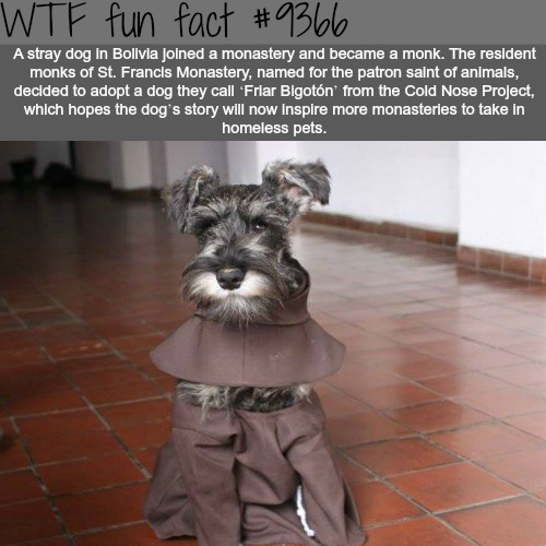monk dog - Wtf fun fact A stray dog In Bolivia Joined a monastery and became a monk. The resident monks of St. Francis Monastery, named for the patron saint of animals, decided to adopt a dog they call Friar Bigotn from the Cold Nose Project, which hopes 