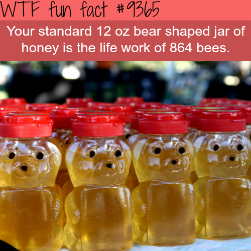 honey on your car human trafficking - Wtf fun fact Your standard 12 oz bear shaped jar of honey is the life work of 864 bees.