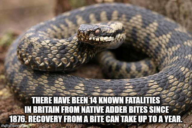 kid in balloon - There Have Been 14 Known Fatalities In Britain From Native Adder Bites Since 1876. Recovery From A Bite Can Take Up To A Year. imgflip.comnages