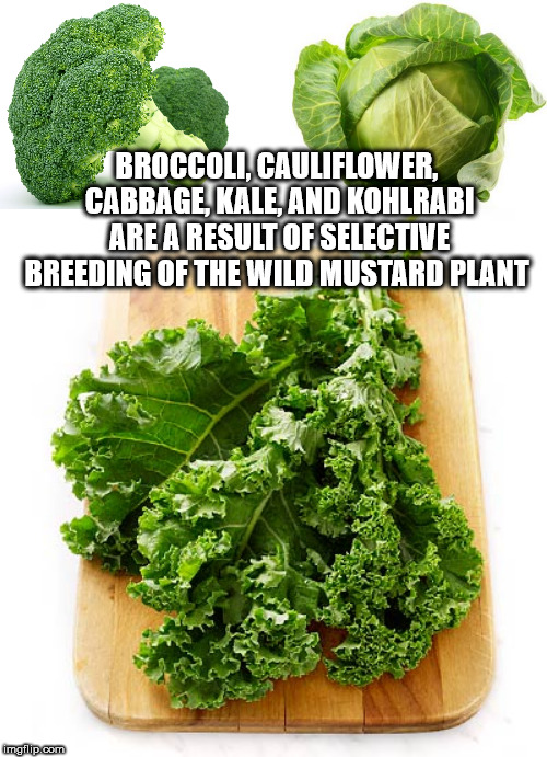kale meme - Broccoli Cauliflower, Cabbage Kale And Kohlrabi Are A Result Of Selective Breeding Of The Wild Mustard Plant malip.com