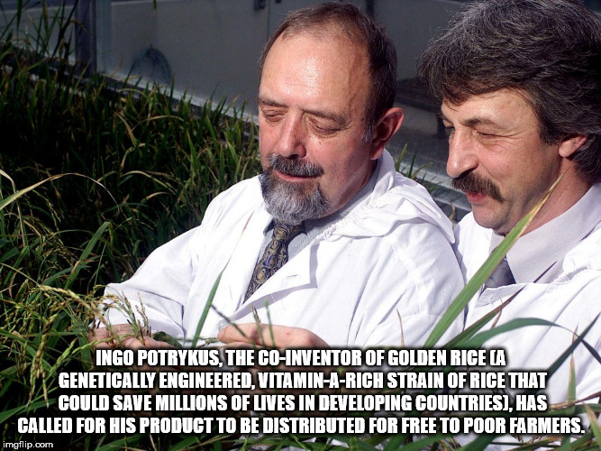 photo caption - Ingo Potrykus, The CoInventor Of Golden Rice La Genetically Engineered. VitaminARich Strain Of Rice That Could Save Millions Of Lives In Developing Countries, Has Called For His Product To Be Distributed For Free To Poor Farmers. imgflip.c