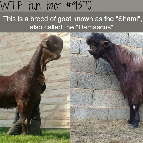 damascus goat - Wtf fun fact This is a breed of goat known as the "Shami", also called the "Damascus".