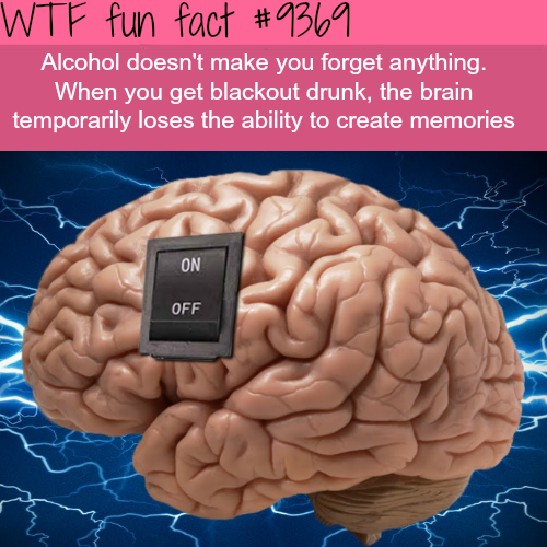 brain looks like - Wtf fun fact Alcohol doesn't make you forget anything. When you get blackout drunk, the brain temporarily loses the ability to create memories On Off