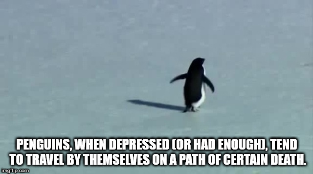 penguin - Penguins, When Depressed Or Had Enough, Tend To Travel By Themselves On A Path Of Certain Death. imgflip.com