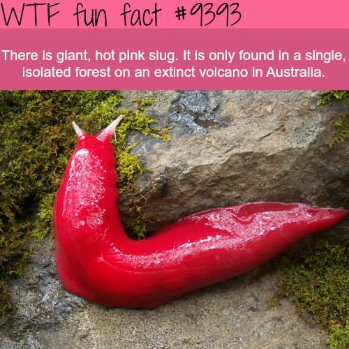 extinct volcano australia - Wtf fun fact There is giant, hot pink slug. It is only found in a single, isolated forest on an extinct volcano in Australia,