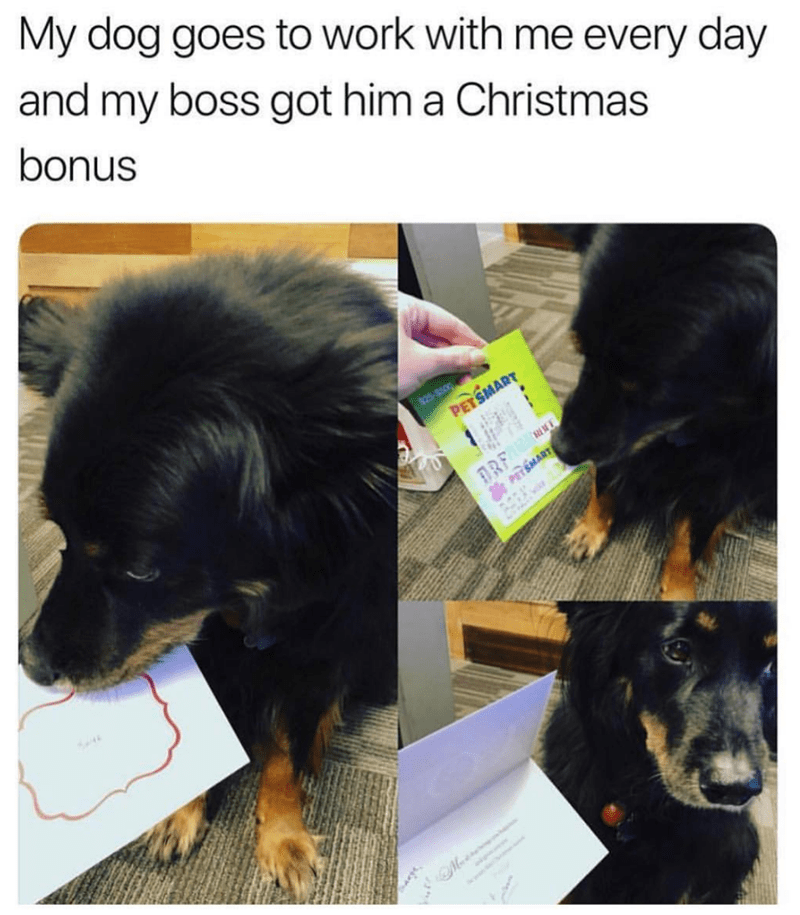 memes - Christmas Day - My dog goes to work with me every day and my boss got him a Christmas bonus Pet Smart