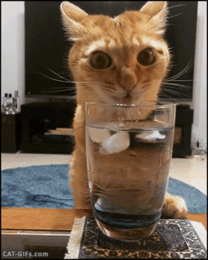25 Pictures of Cute Cats Just in Case You Don't Get One This Christmas