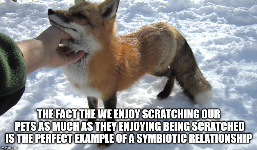 red fox - The Fact The We Enjoy Scratching Our Pets As Much As They Enjoying Being Scratched Is The Perfect Example Of A Symbiotic Relationship imgflip.com