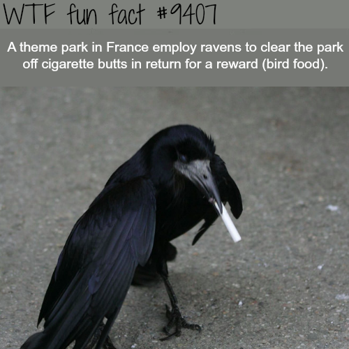 wtf facts - wtf fun facts - Wtf fun fact A theme park in France employ ravens to clear the park off cigarette butts in return for a reward bird food.