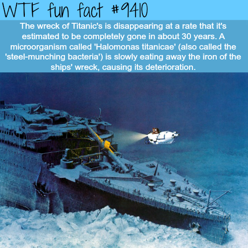 wtf facts - titanic wreck - Wtf fun fact The wreck of Titanic's is disappearing at a rate that it's estimated to be completely gone in about 30 years. A microorganism called 'Halomonas titanicae' also called the 'steelmunching bacteria' is slowly eating a
