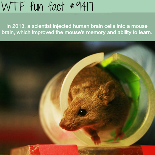 wtf facts - shrew memes - Wtf fun fact In 2013, a scientist injected human brain cells into a mouse brain, which improved the mouse's memory and ability to learn.