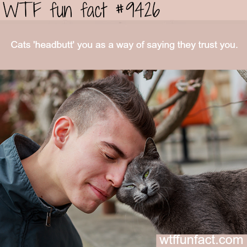 wtf facts - wtf fun facts 2019 - Wtf fun fact Cats 'headbutt' you as a way of saying they trust you. wtffunfact.com